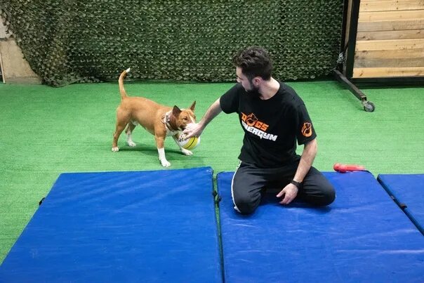 Дрессировка собак в спб. Петербург дрессировка собак. Тренировка собак в спб. Дрессировочная площадка для собак. Дрессировка собак спб канал 78.