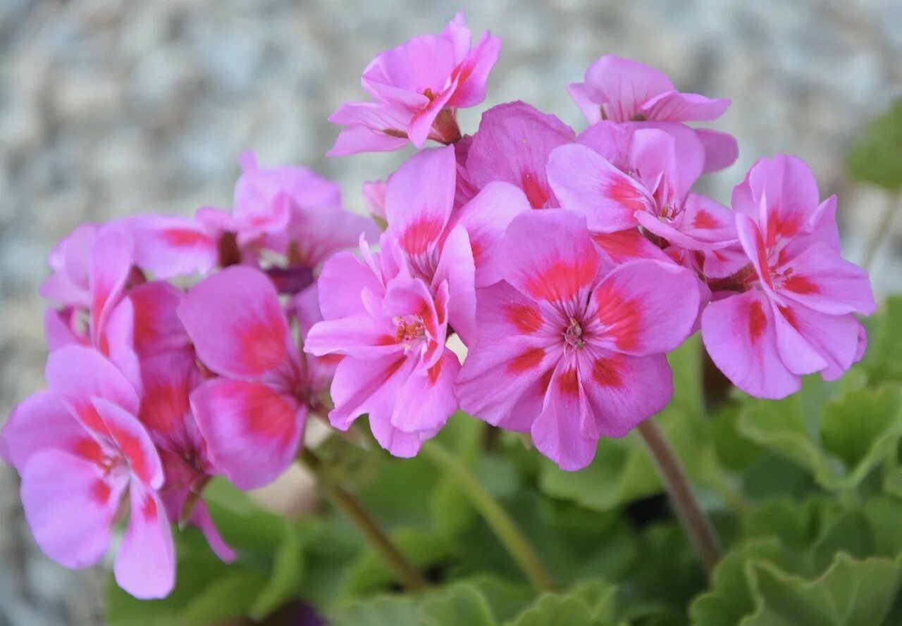 Герань Пинк саммер. Пеларгония герань комнатная. Pink Geranium пеларгония. Пеларгония плющевидная.