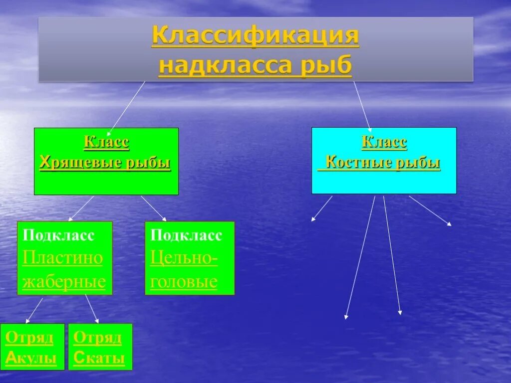 Классификация костных рыб по отрядам метод. Подклассы костных рыб. класс костные рыбы подкласс. классификация надкласса рыбы. отряды костных.