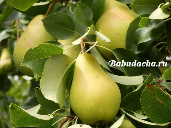 грушевый почему е. груша дерево. грушевый почему е. интенсивные сады груши. груша сладкая дерево.