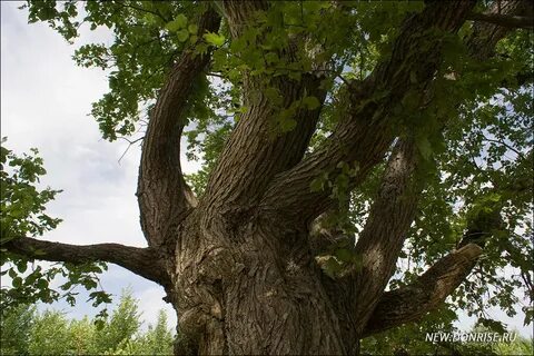 Карагач 4 буквы сканворд