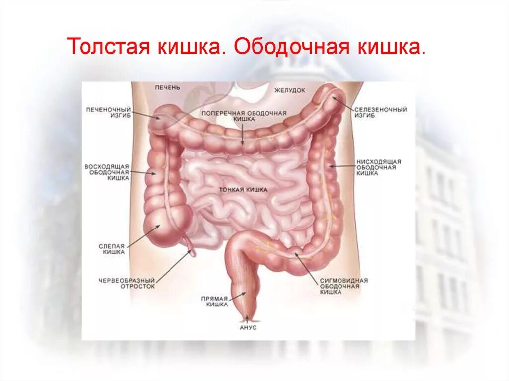 Область сигмы. Ободочная кишка Толстого кишечника. Поперечная ободочная кишка анатомия. Расположение восходящей ободочной кишки. Кишечник восходящий отдел толстой кишки.