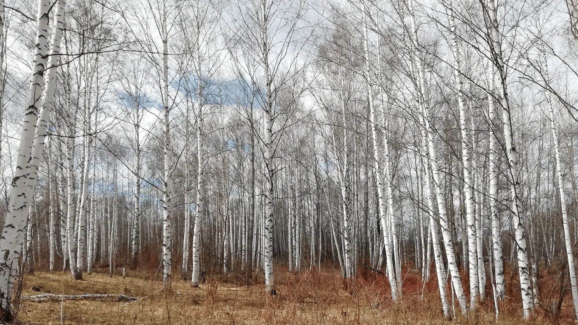 Природа Березовая роща. Весенний лес. Лес весной картинки. Сообщество березняки