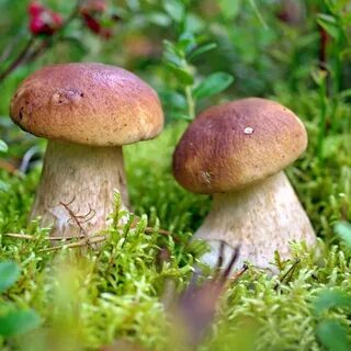 Грибочки грибочки растут во лесочке