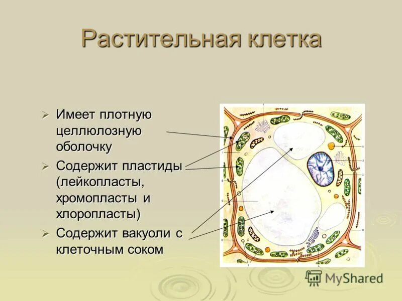 Пилорические железы желудка функции. Адаптации секреторной функции системы пищеварения. Строение пищеварительной клетки гидры. Пищаварителльныц клетки функции. Пищеварительно-мускульные клетки.