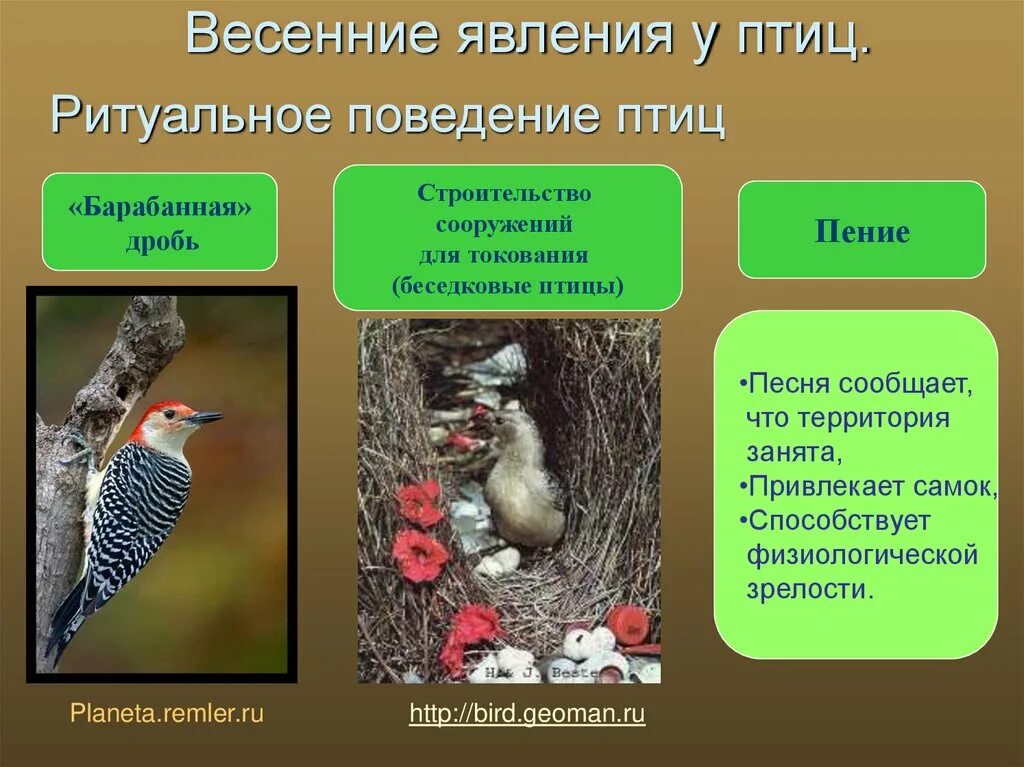 Поведение птиц. Сезонные изменения птиц. Интересное поведение птиц. Сезонные явления у птиц.