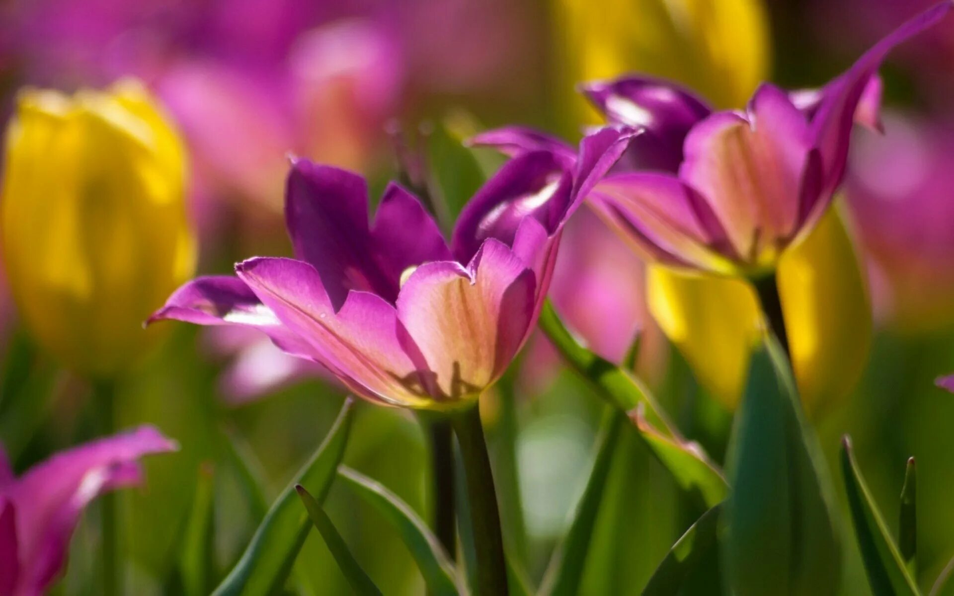 Мартовские цветы красивые. Яркие весенние цветы. Цветы тюльпаны. Весенние цветы тюльпаны. Красивейшие цветы.