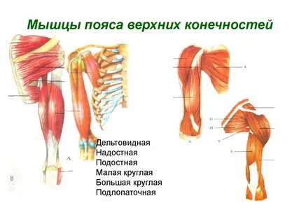 Верхние мышцы