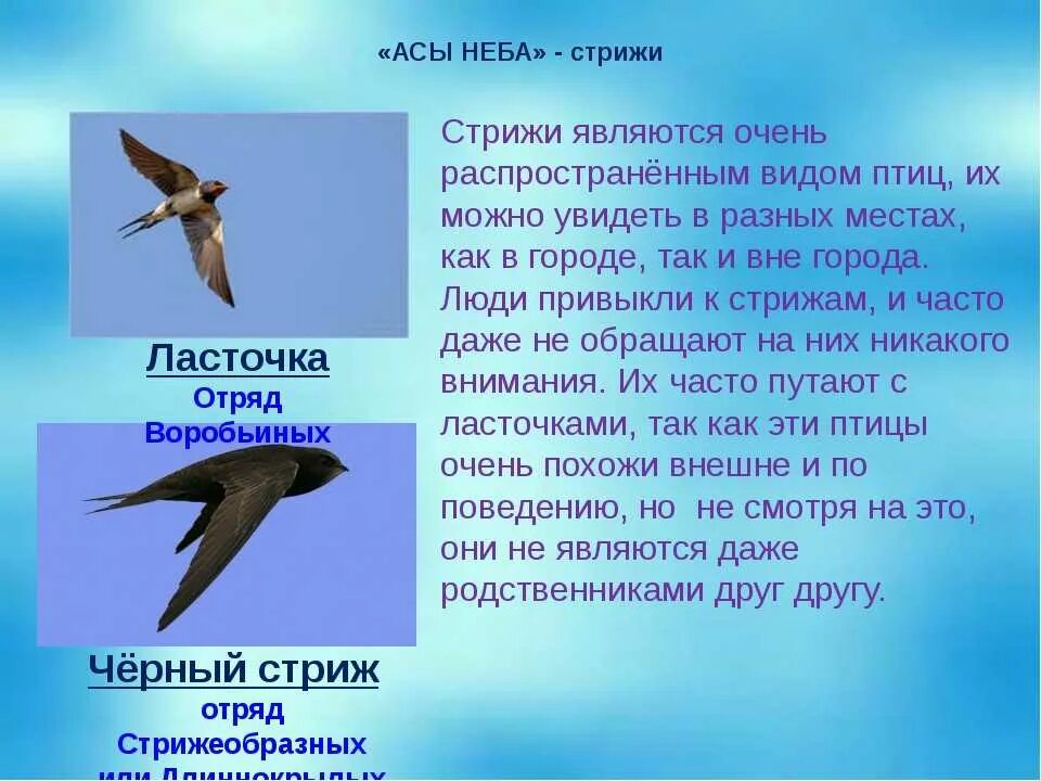 Ласточки и Стрежи сходство и различия. Ласточки и Стрижи сходства и различия. Сходство ласточек и ст. Сходство ласточек и стражей