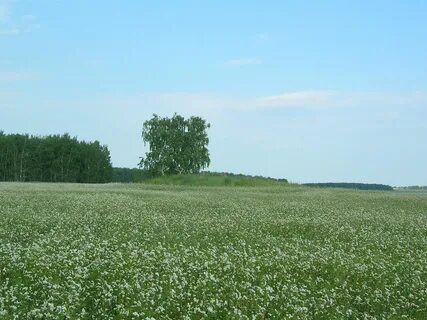 Погода ясные поляны курганская область