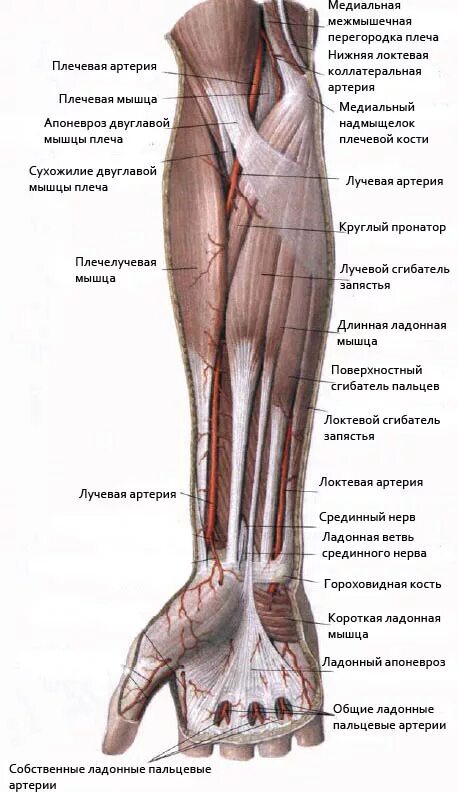 Локтевая возвратная артерия. Передняя межкостная артерия предплечья. Плечевая лучевая и локтевая артерии. Возвратная лучевая артерия латынь. Топографическая анатомия сухожилий