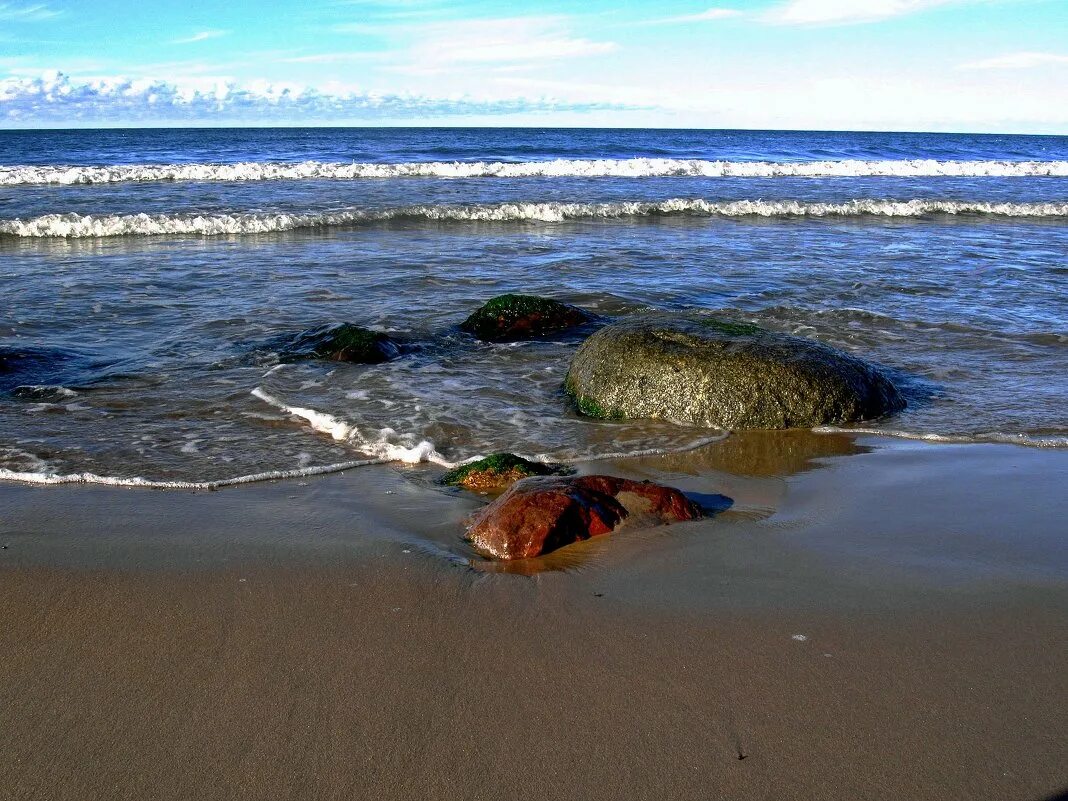 Жители Балтийского моря. Животные Балтийского моря. Живность Балтийского моря. Балтийское море Калининград морская живность.