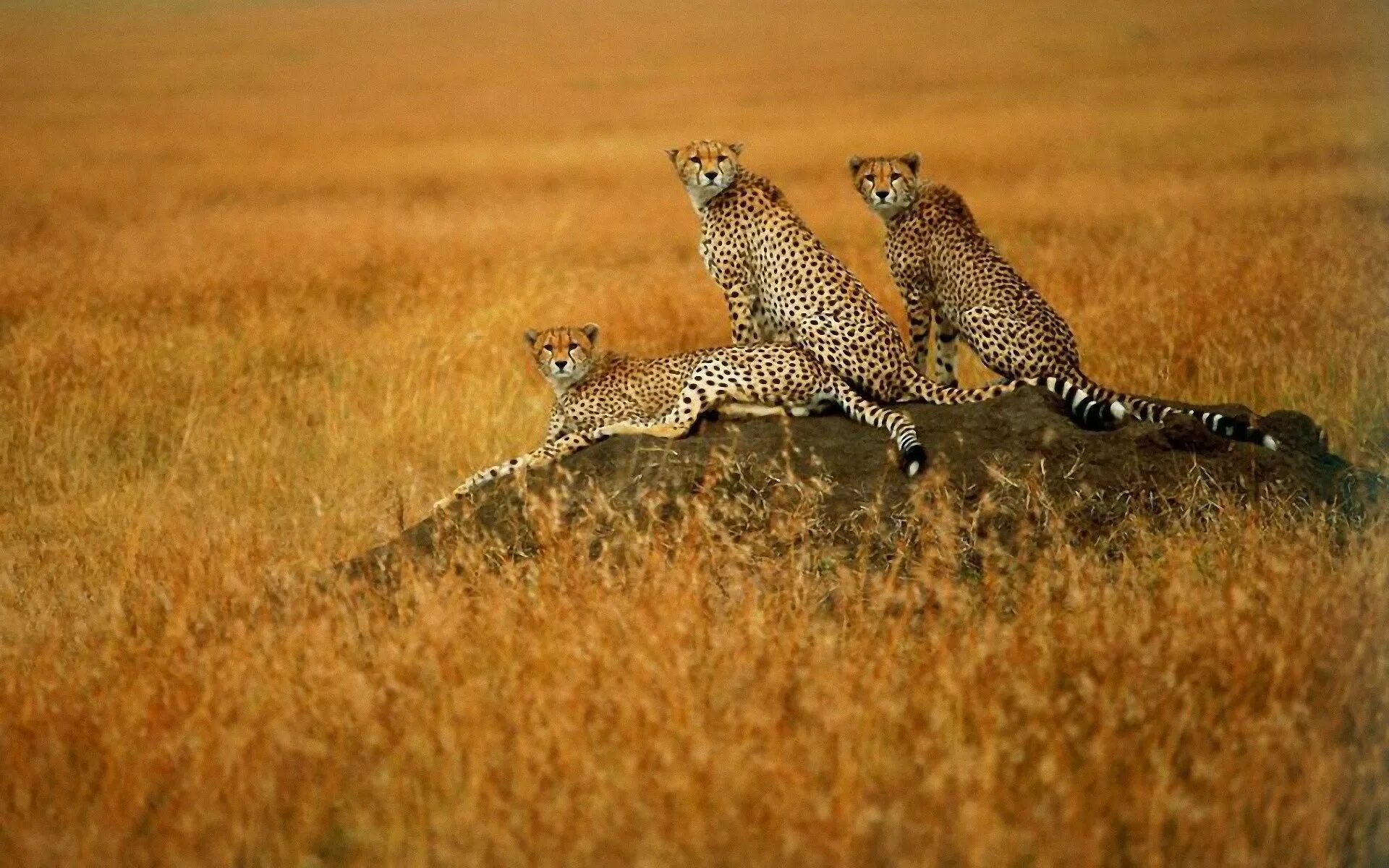 Wildlife photos. Африканская Саванна гепард. Леопард гепард в дикой природе. Гепард в Африке. Леопард в саванне.