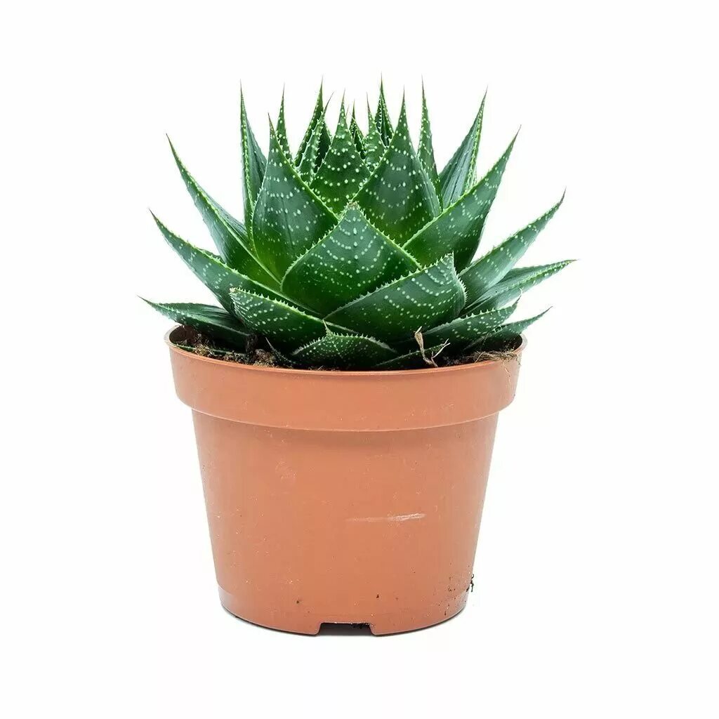 Алоэ Космо. Aloe' gorshok. Алоэ аристата. Алоэ Космо цветок.