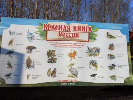 Красная книга список птиц