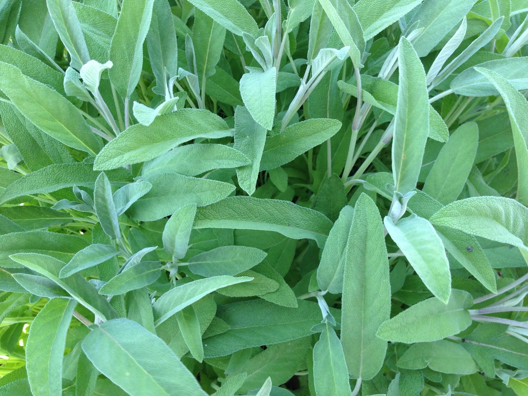 Шалфей Sage. Шалфей Критский. Шалфей лекарственный (Salvia officinalis). Salvia officinalis "Sage".