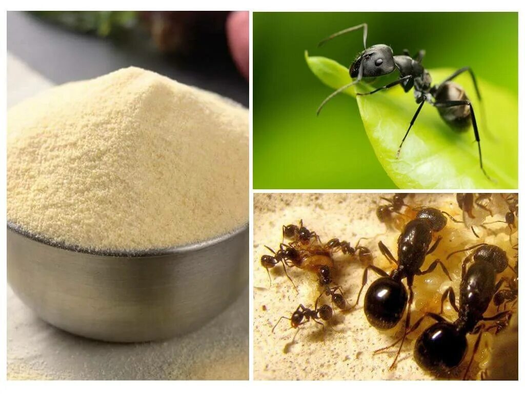 Манка от муравьев. Избавление от муравьев. Средство против муравьев в доме. Средство от муравьёв на участке.