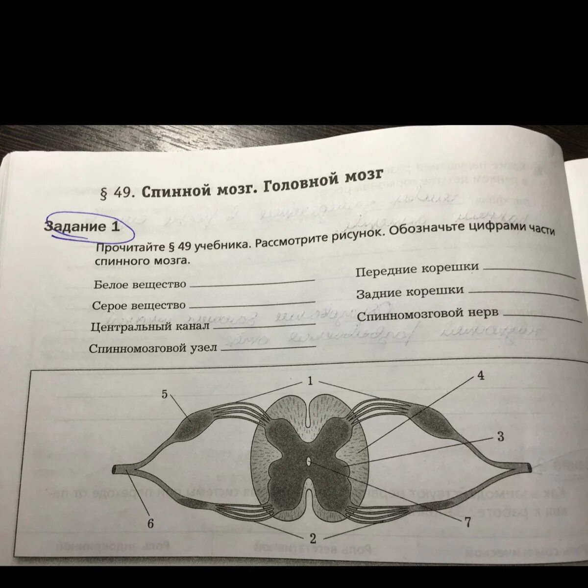 Биология мозга учебники. Обозначьте цифрами части спинного мозга. Задания по биологии тема спинной мозг,головной мозг.. Рассмотрите рисунок. Спинной мозг 8 класс биология рабочая тетрадь.