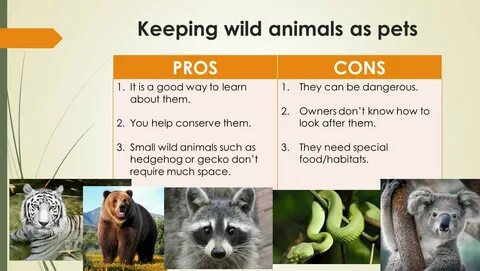 Keeping wild animals as pets PROS 