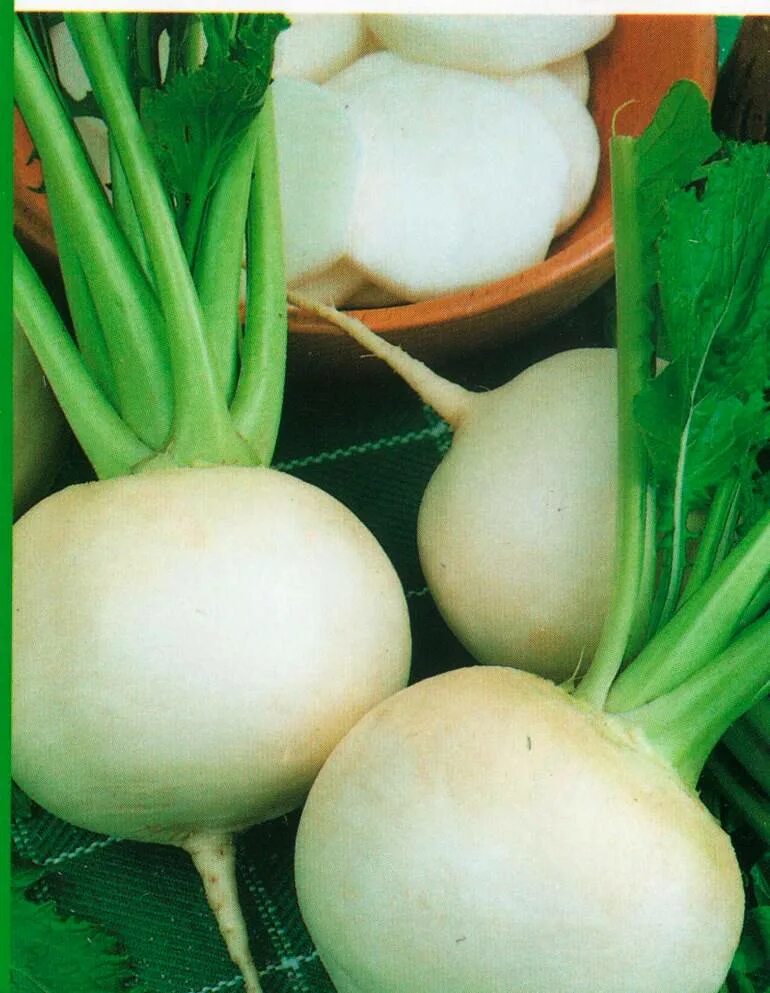Как выглядит редька. Как выглядит редька. Как выглядит редька. Редька майская. Дайкон "рыцарь" (гавриш), 1 г.