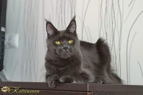 Авито мейн кун в добрые