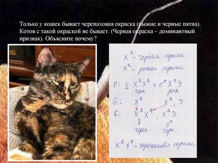 Скрещивание черного кота и черепаховой кошки