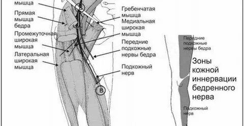 Нервы мышц бедра
