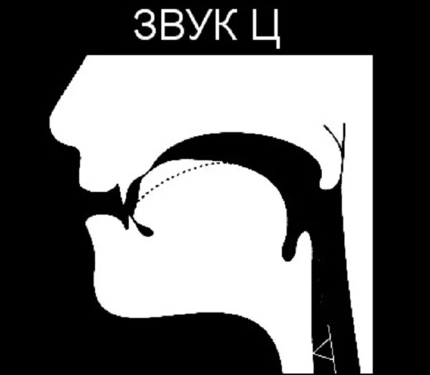 Артикуляция ч. Артикуляция звука ц. Артикуляционный профиль звука с. Профиль звука ц. Профили артикуляции звуков.