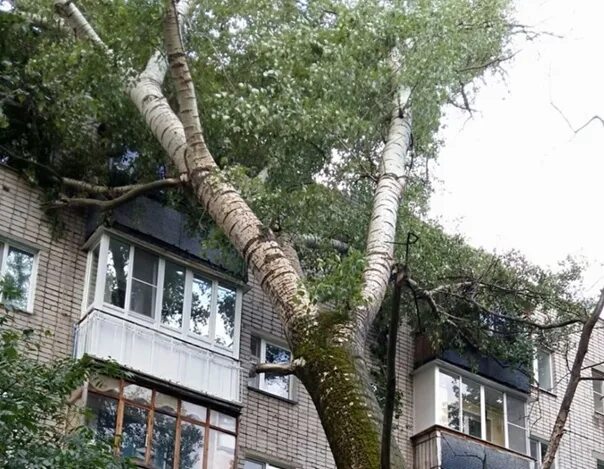 Дерево упало на многоквартирный дом. Дерево упало на дом. Упавшее дерево на дом. Падение дерева на дом. Спил деревьев на придомовой территории