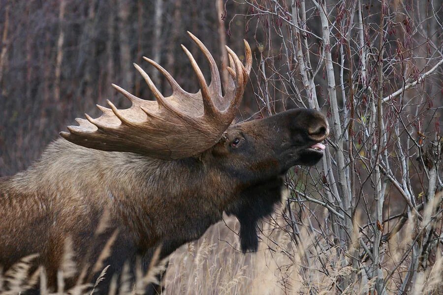 Пошлый лось. Аляскинский Лось. Лось самец. Лось бежит. Лось Северной Америки.