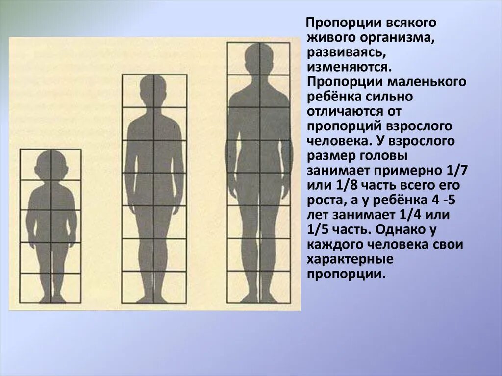 Поперечный размер черепа. Размер головы человека. Пропорции человеческого тела соотношение. Высота головы взрослого человека. Высота головы взрослого человека.