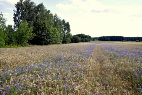 Васильков область