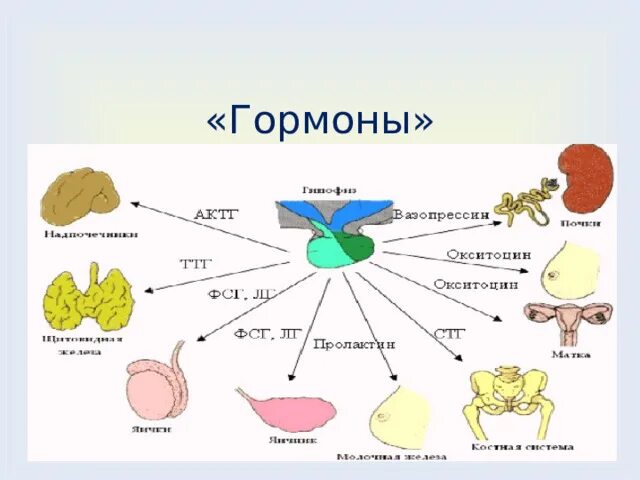 Проект на тему гормоны 8 класс Проект по химии гормоны