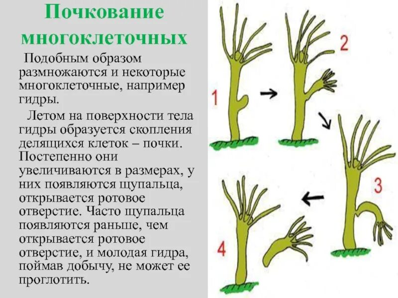 Почкование бесполое размножение. Размножение виды gjxrjdfybt. Размножение гидры почкование. Размножение гидры, почкование гидры. Размножение 2 способами людей