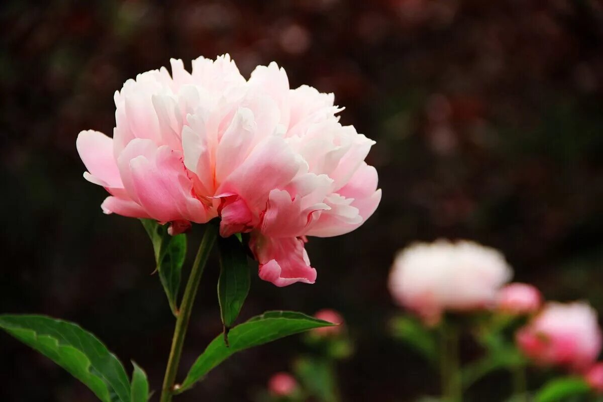 Пион вивид роуз. Пион wladyslava. Пион (paeonia koningin wilhelmina. Пион ortrud. Пион мэдилон.