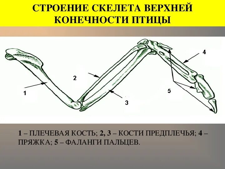 Строение ноги птицы. Предплечье у птиц. Строение крыла птицы скелет. Предплечье у птиц. Строение птицы цевка.