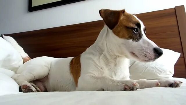 Джек-рассел-терьер. Джек-рассел-терьер фото. Джек-рассел-терьер щенок. Порода джек рассел. Рассел терьер плюс.