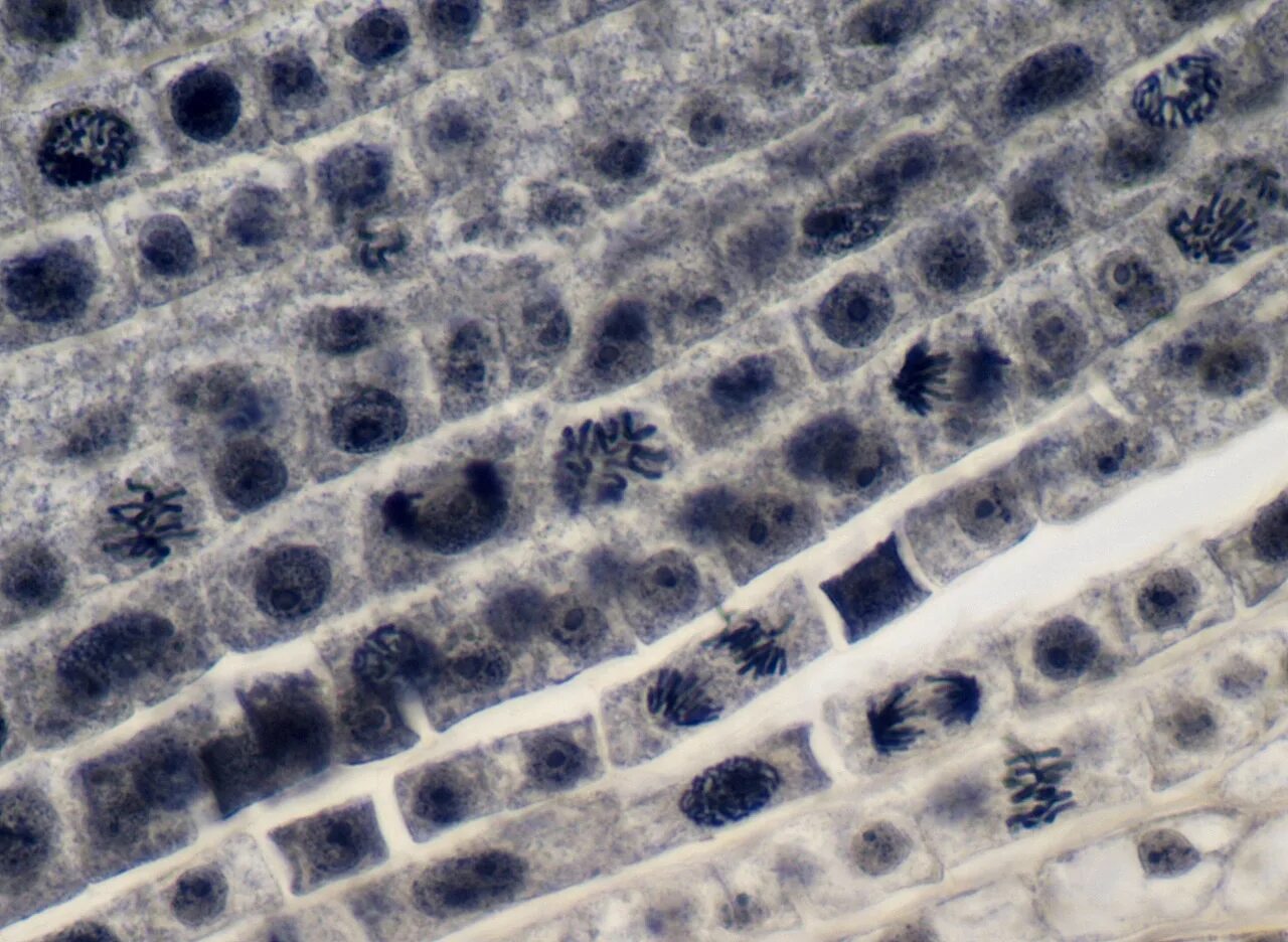 Меристематические ткани растений. Ткани и клетки растений меристема. Клетки меристемы под микроскопом. Митоз апикальная меристема.