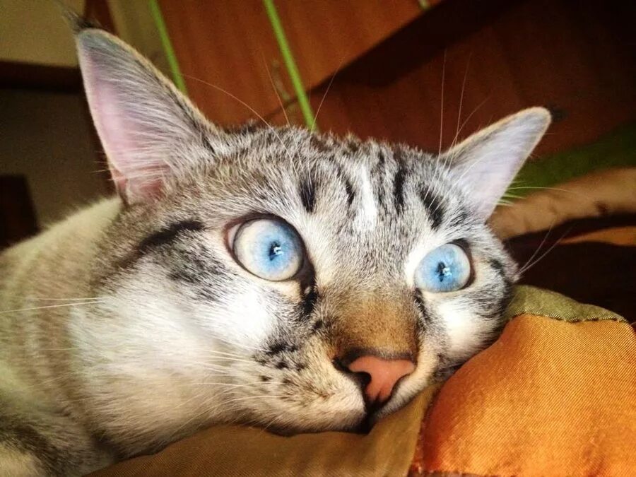 Кот в задумчивости. Кот думает. Задумчивый котик. Кот задумчивый. Кошка задумалась.