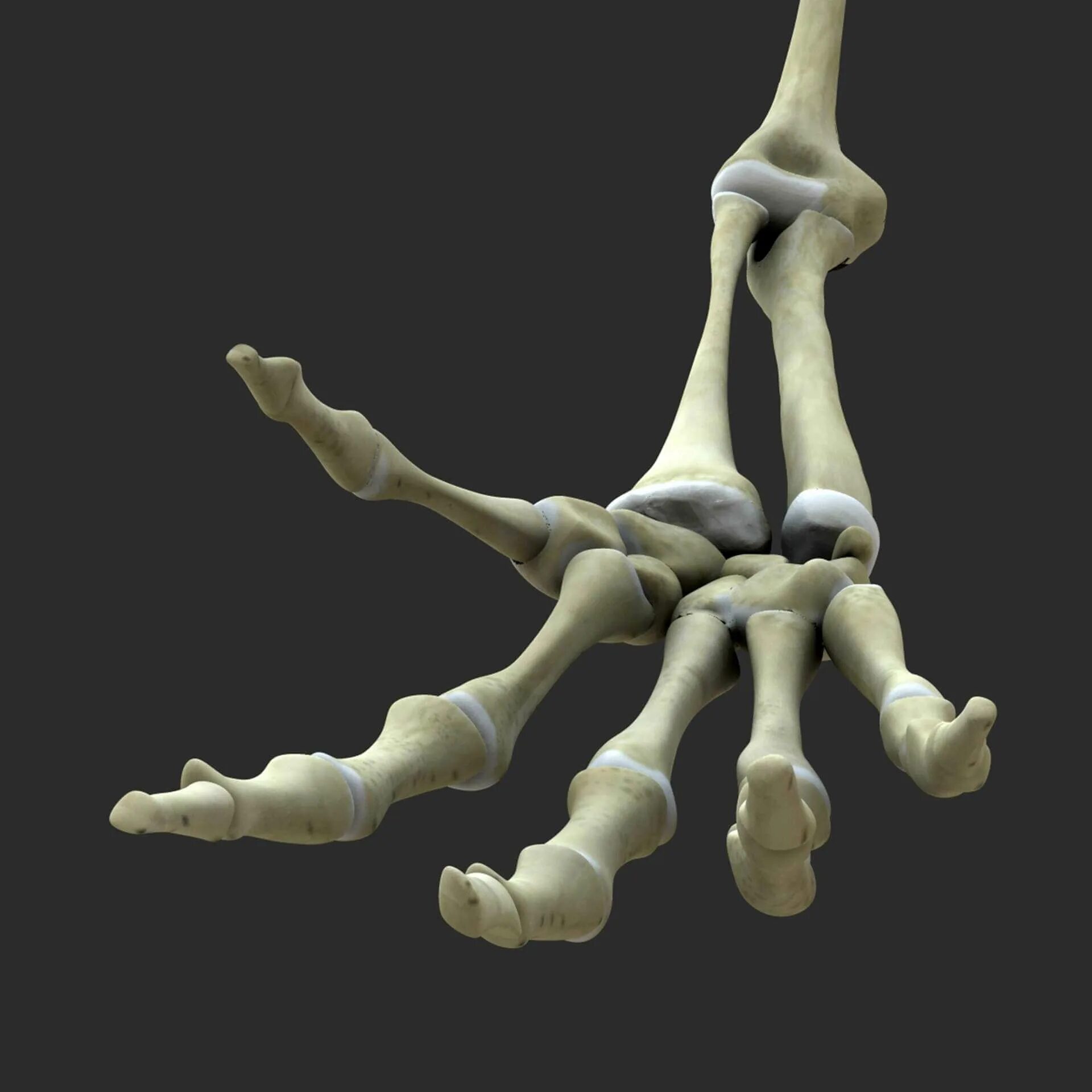 Bone 3d. 3ds max скелет body 25. bones 3ds max. кисть скелета модель. рука скелета 3д модель.