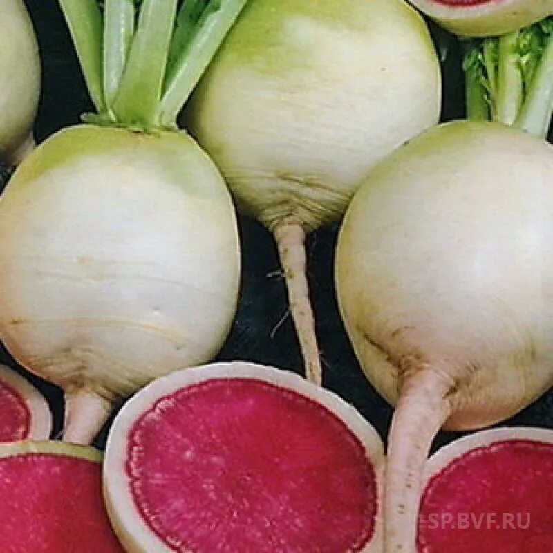 Дайкон миясиге. Семена. Дайкон и турнепс. Арбузный редис селекция. Редька репа дайкон.