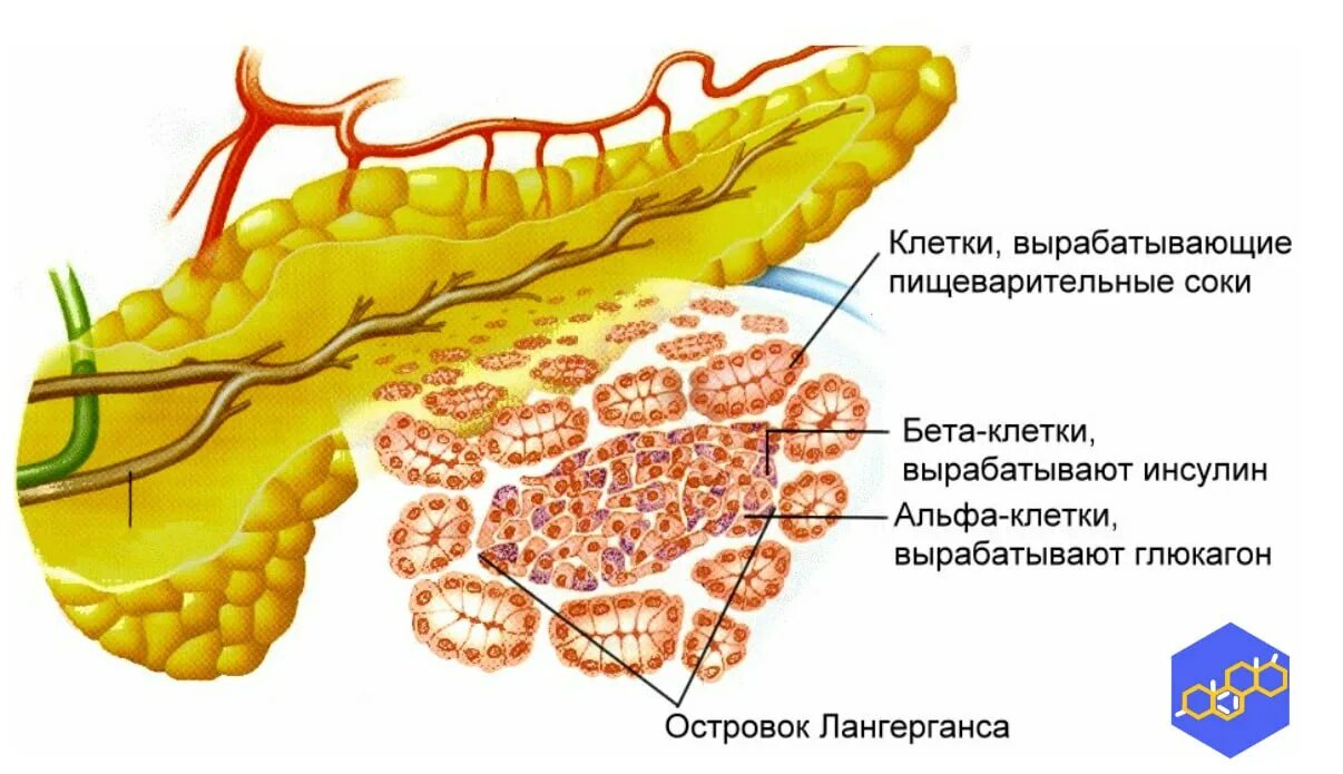 Альфа клетки островков лангерганса. Бета клетки поджелудочной железы. Клетки Лангерганса поджелудочной железы. Бета-клетках островков Лангерганса поджелудочной железы..