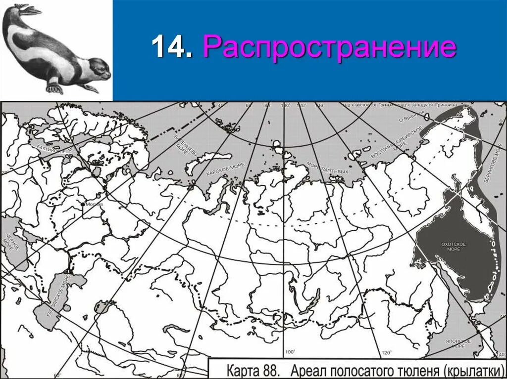 Места обитания тюленей на карте. Ареал тюленей. Полосатый тюлень ареал. Полосатый тюлень ареал обитания.