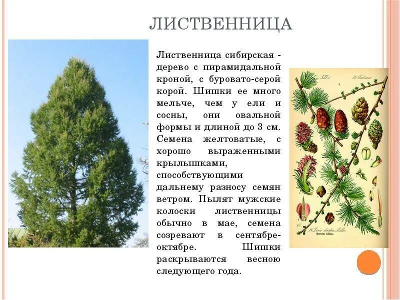 Сообщение о лиственнице