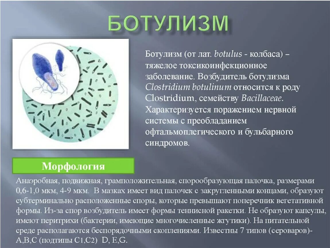 Чаще всего ботулизм связан с употреблением ответ. Ботулизм возбудитель инфекции. Ботулинические бациллы. Бактерии клостридиум ботулизм. Возбудители ботулизма биология 8 класс.