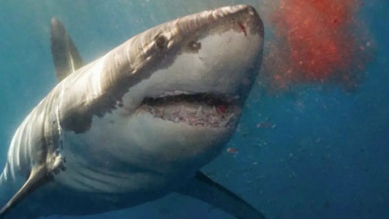Правда что акулы боятся пузырьков