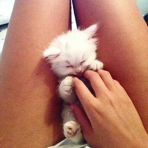 Девушка с котом на руках и голой киской между ног фото