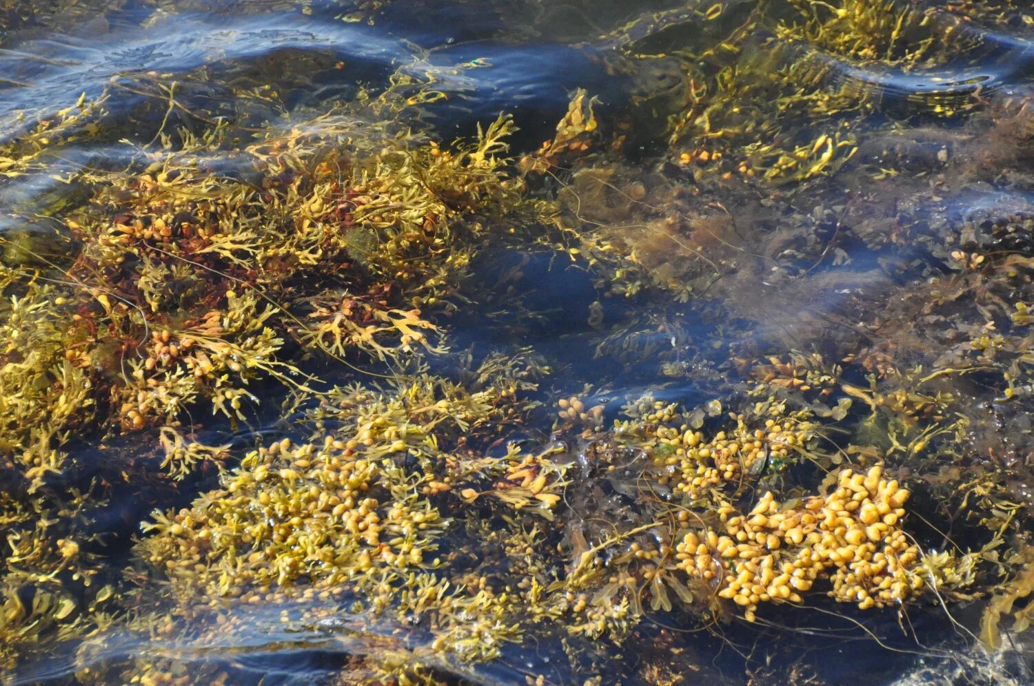 Целебные водоросли. Фукус белое море. Реболда Соловки. Водоросли белого моря. Водоросли на Соловках.