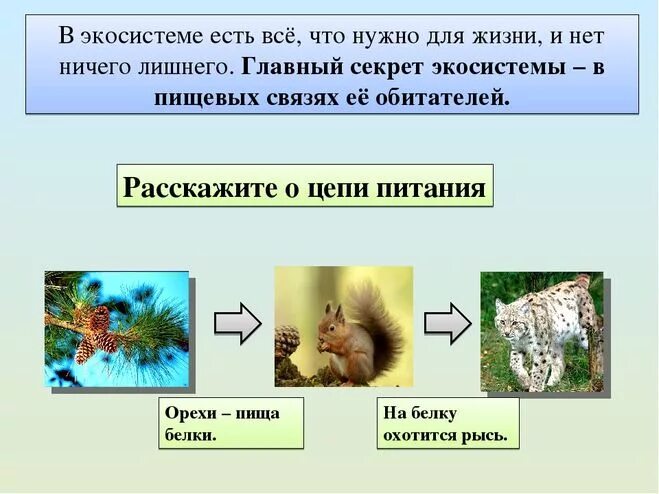 Составить цепи питания тайги. Схема цепи питания в тайге. Цепь питания животных в тайге. Цепь питания с белкой. Пищевая цепочка тайги.