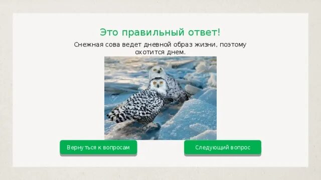 В какое время года сова. В какое время года Сова охотится днем. Повторительно-обобщающий урок птицы. В какое время года Сова охотится днем 3 класс. В какое время года Сова охотится днем и почему.